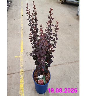 Berberis thunb. 'Summer Chocolate'® C 2 L